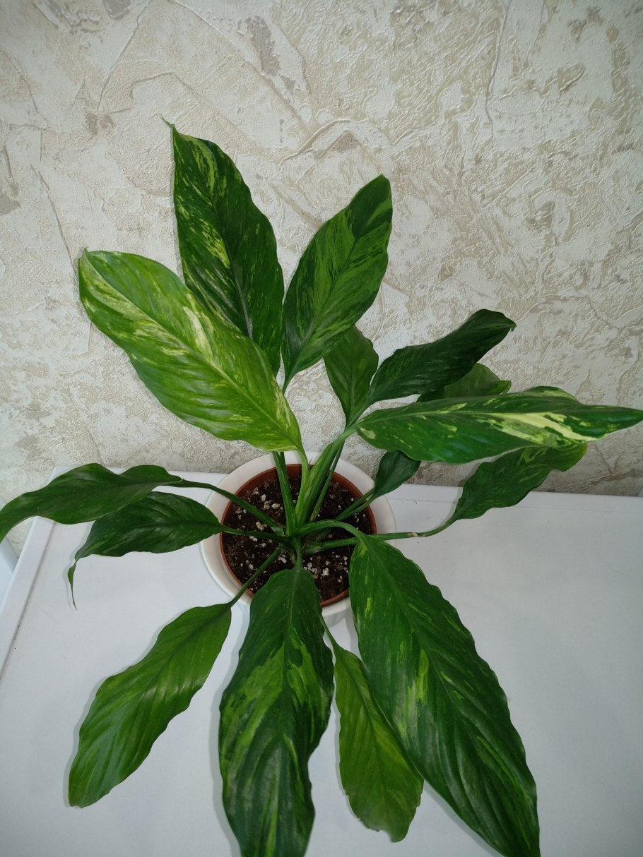 Спатифиллум золотой атлас