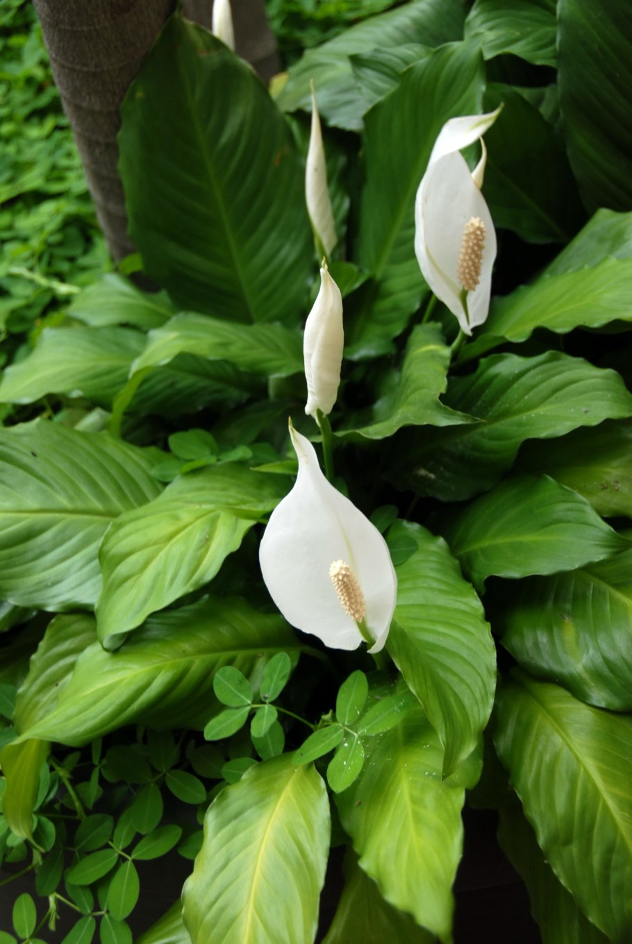 Спатифиллум уоллиса spathiphyllum wallisii