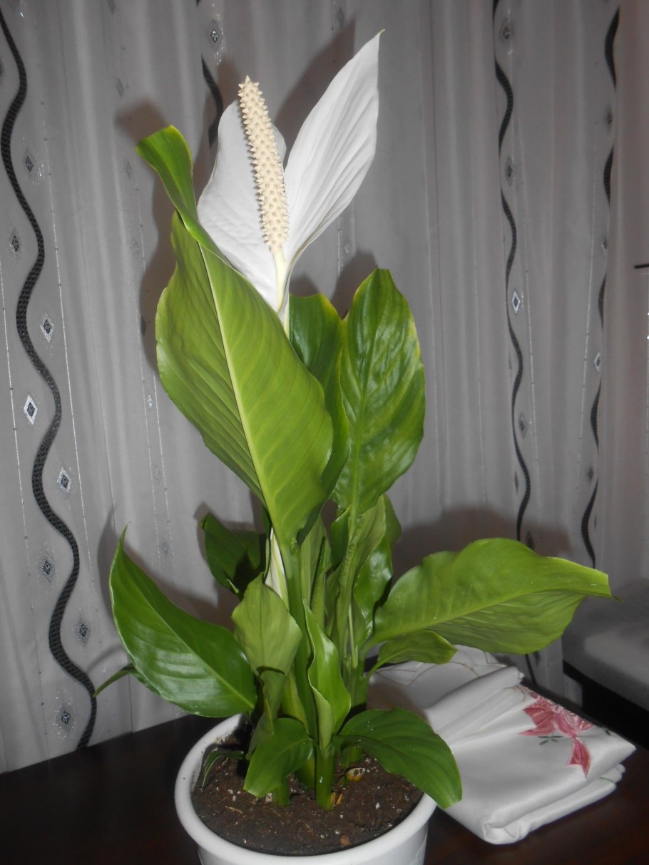 Spathiphyllum cochlearispathum