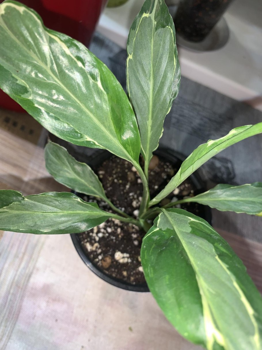 Спатифиллум floribundum