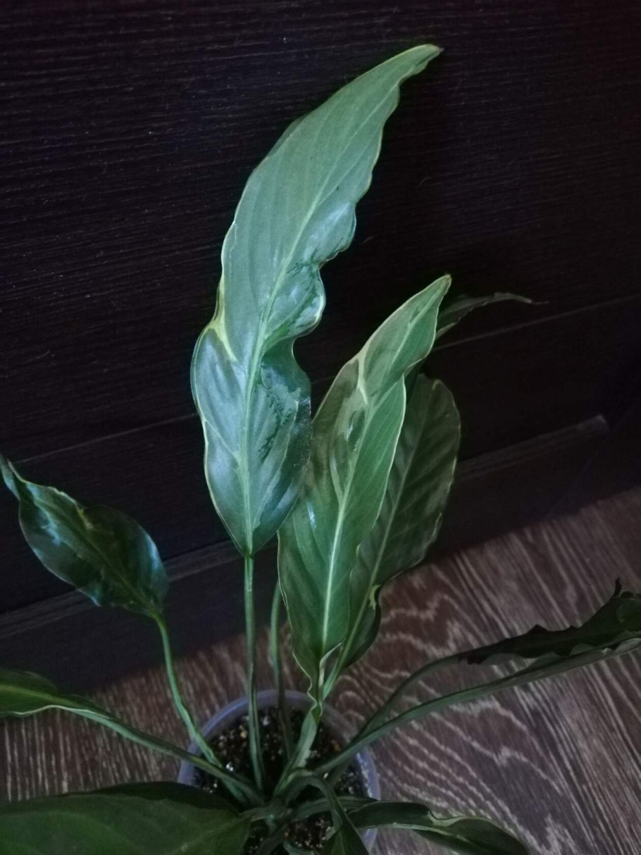 Белокрыльник спатифиллум