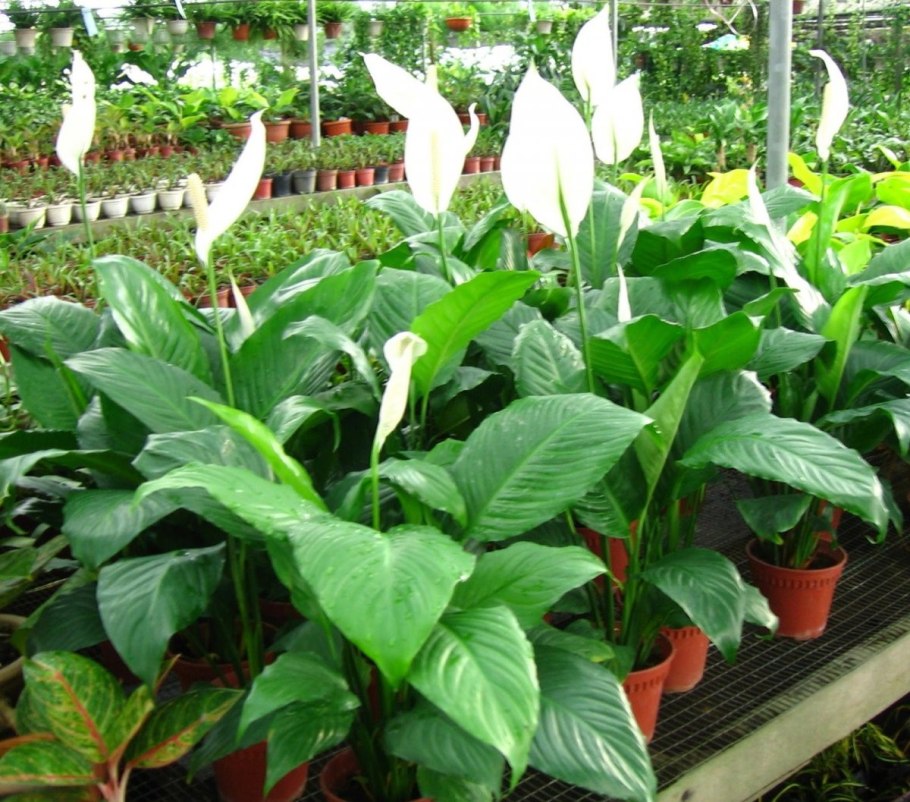 Спатифиллум Мун шадоу