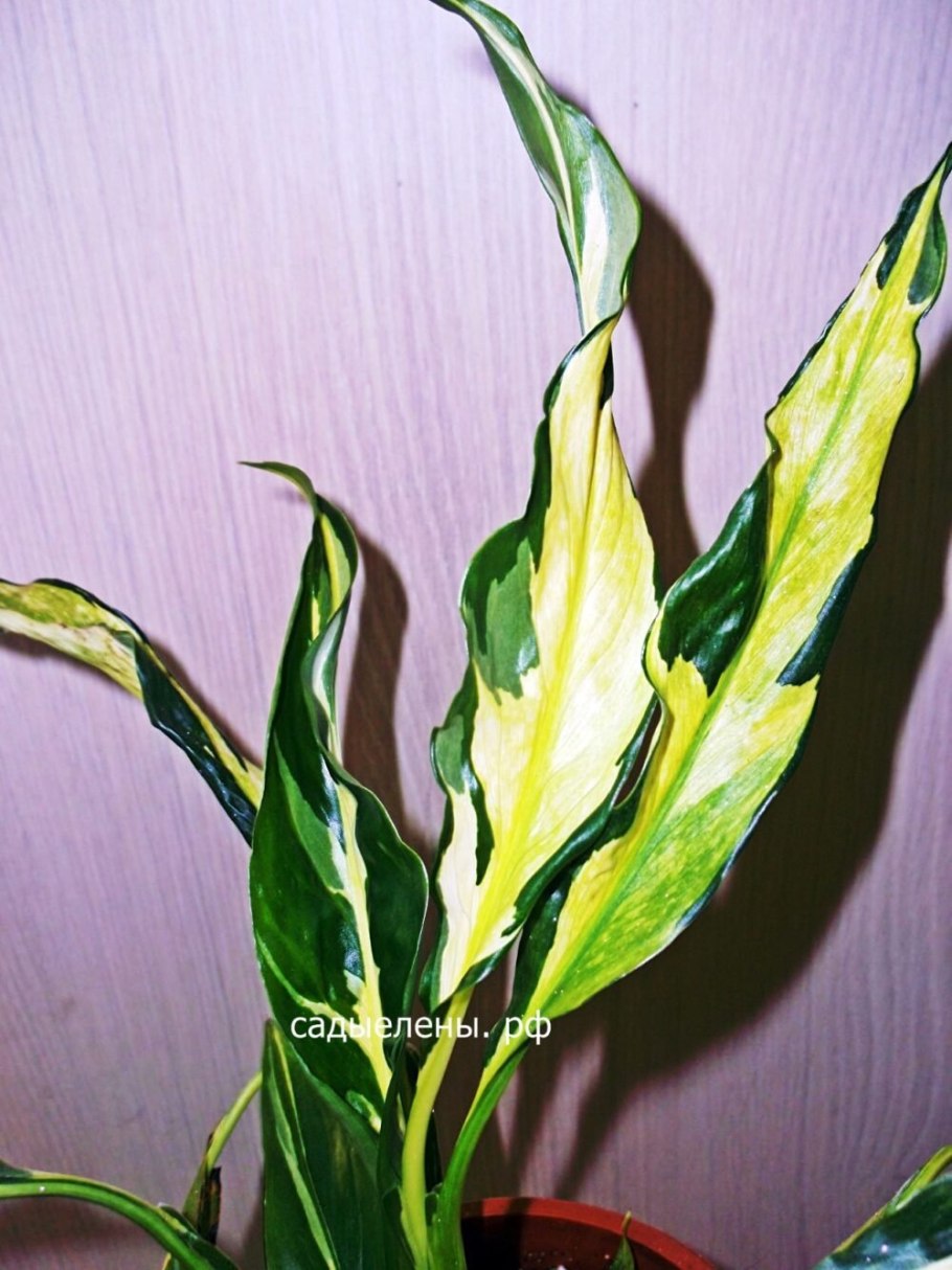 Спатифиллум Дели Индонезия