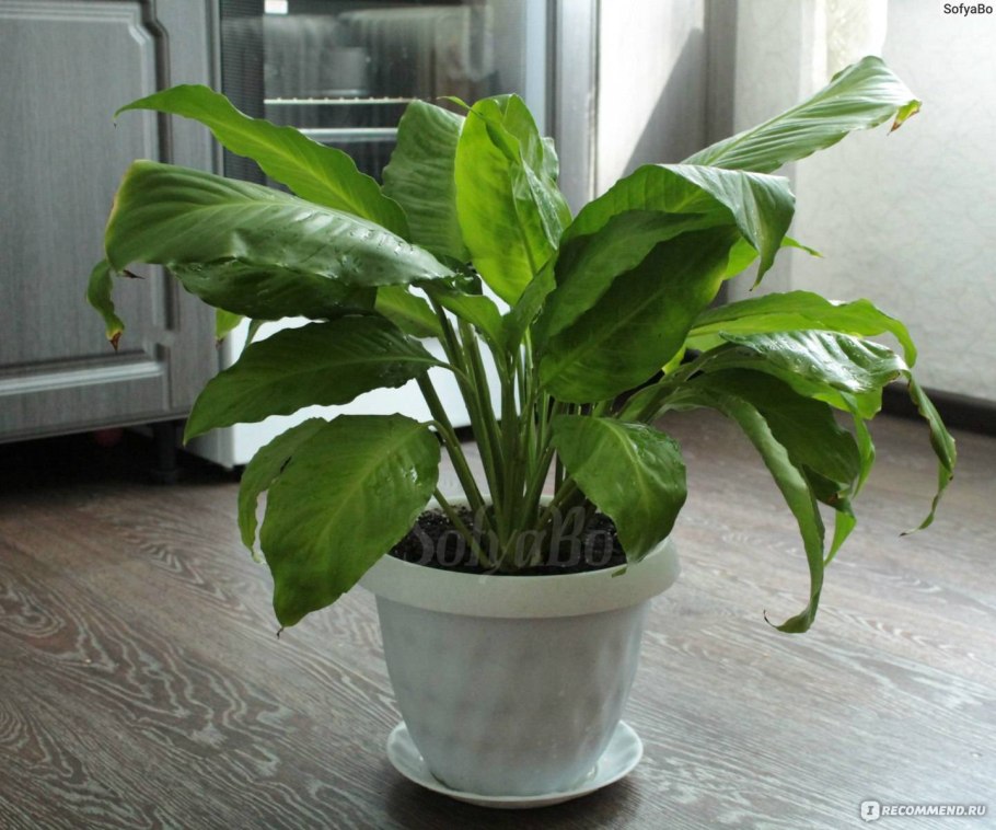 Специфилиум Штраус