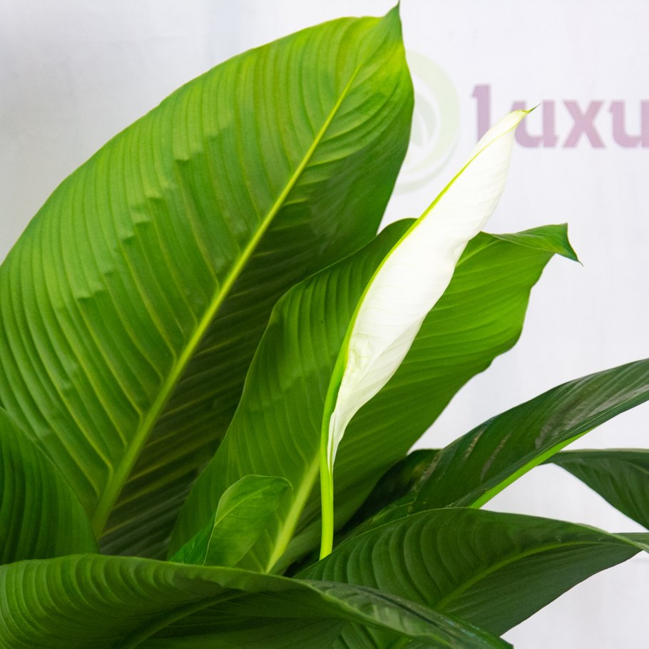 Спатифиллум Мун шадоу