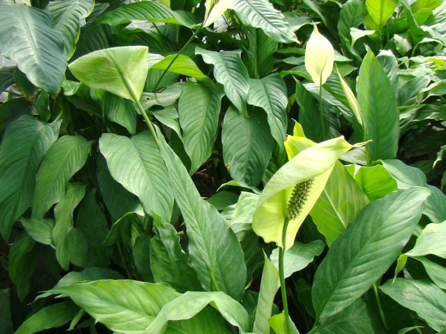 Спатифиллум Мун Лайт