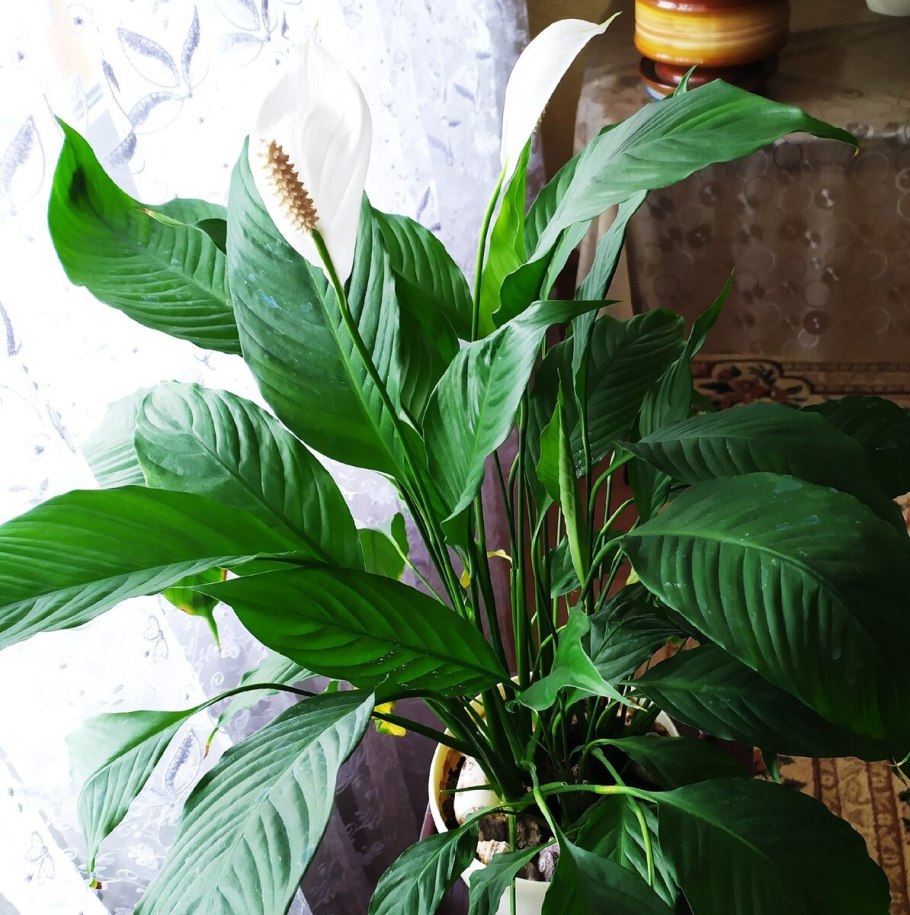 Spathiphyllum Platinum Mist