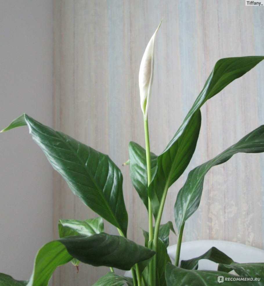 Спатифиллум геликониелистный (Spathiphyllum heliconiifolium)