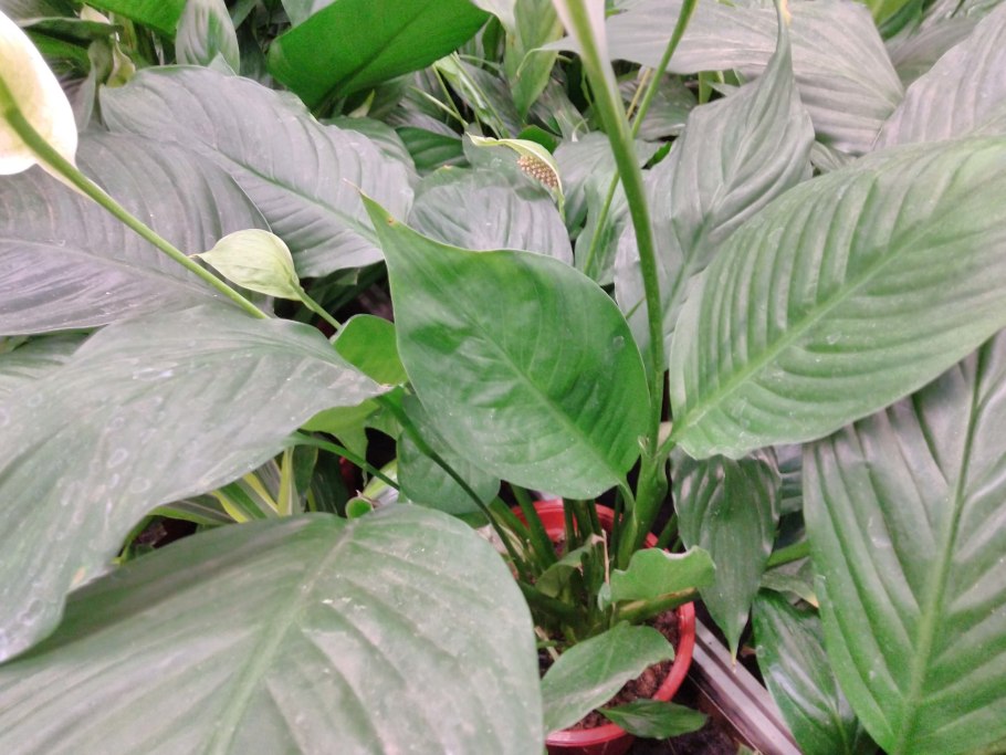 Спатифиллум Moon Shadow