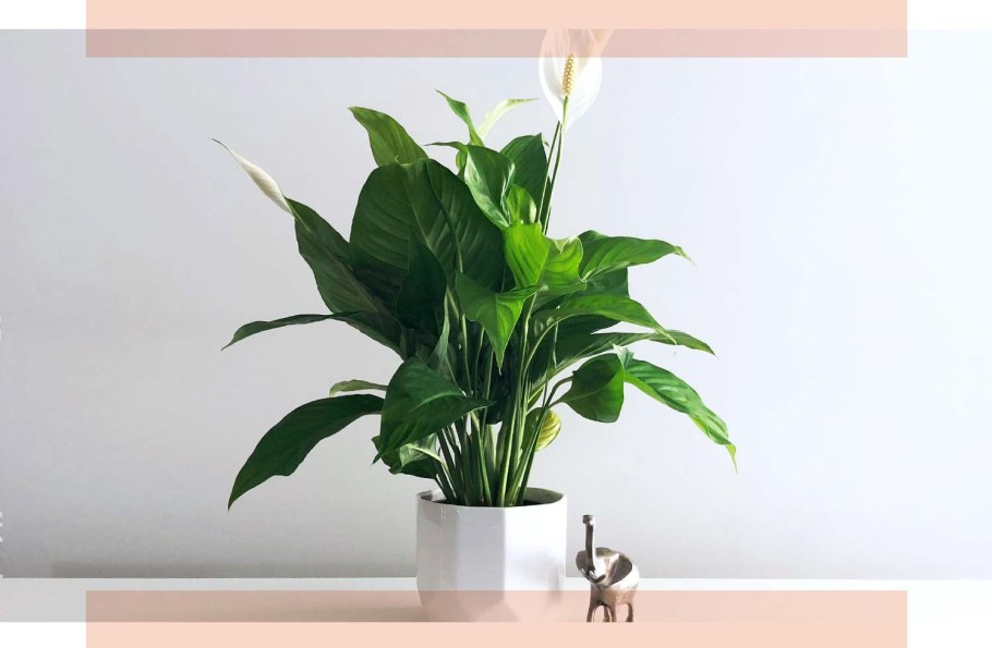 Спатифиллум Канифолиум