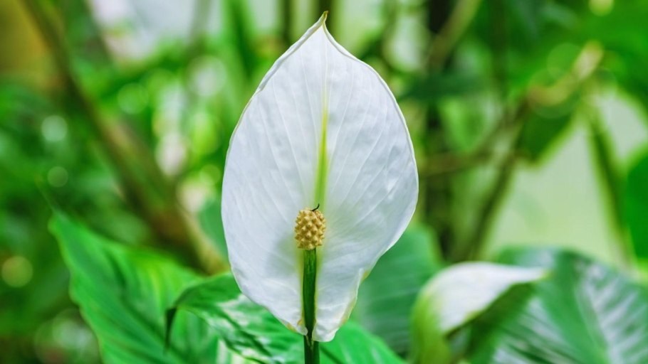 Спатифиллум серебряный Купидон