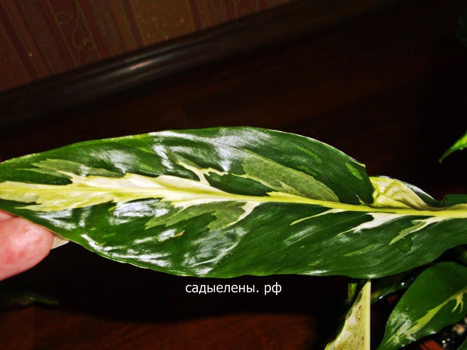 Спатифиллум пестролистный