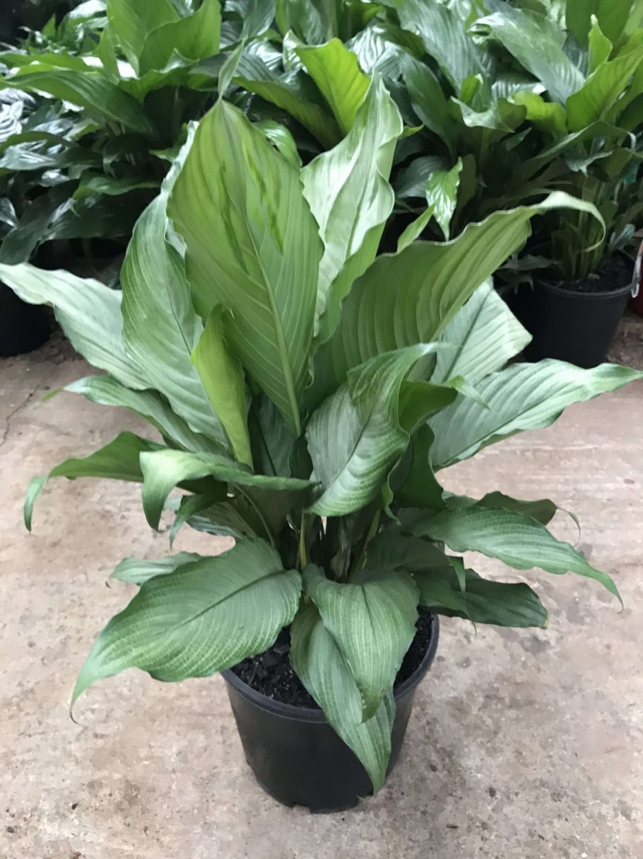 Спатифиллум Даймонд вариегатный