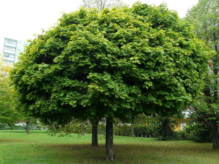 Клён остролистный drummondii