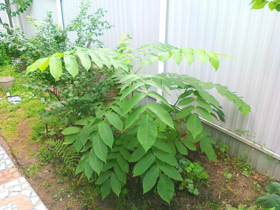 Acer palmatum Seiryu