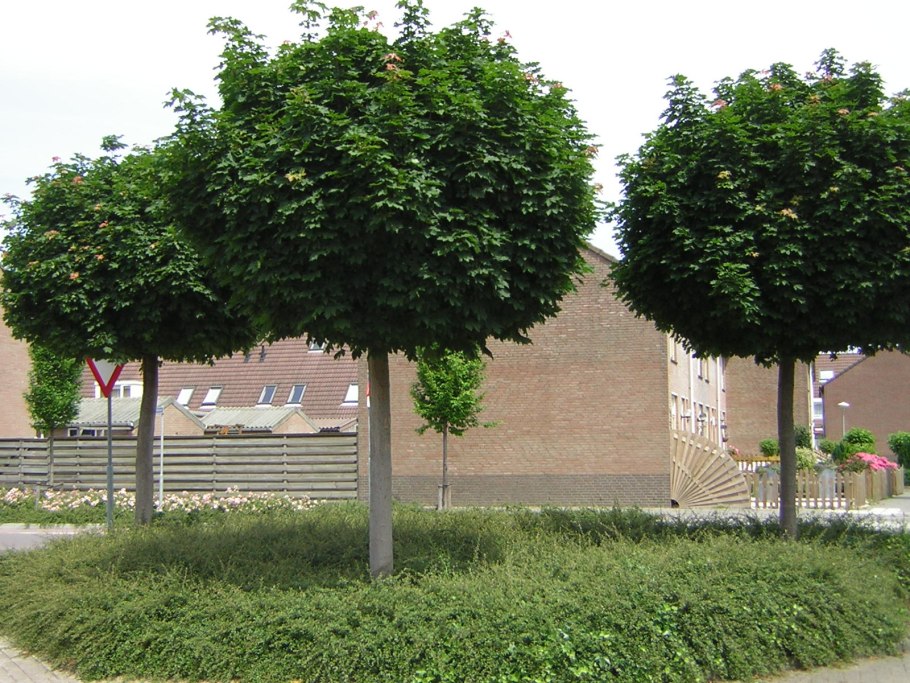 Ива ломкая шаровидная