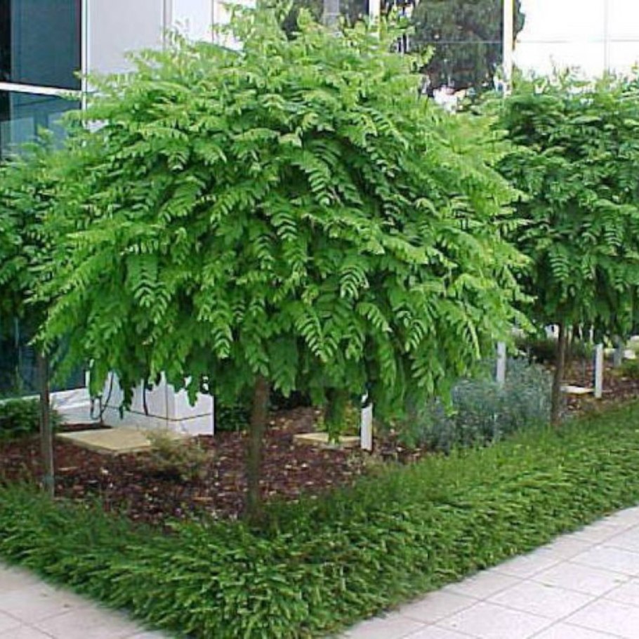 Робиния псевдоакация Умбракулифера