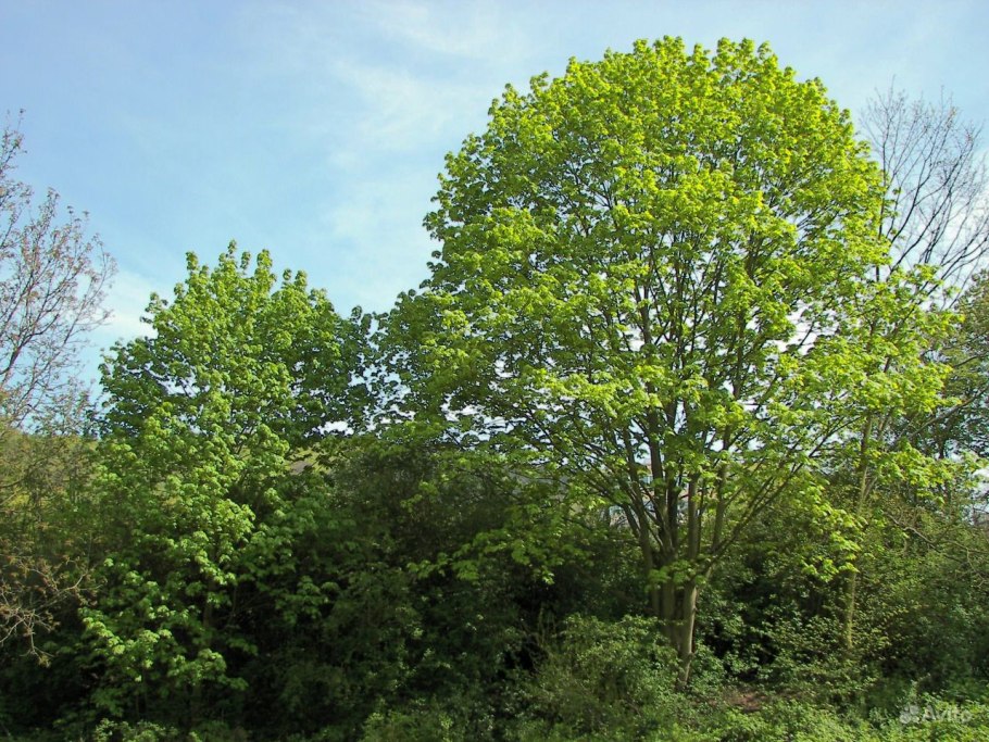 Вяз Кампердоуни