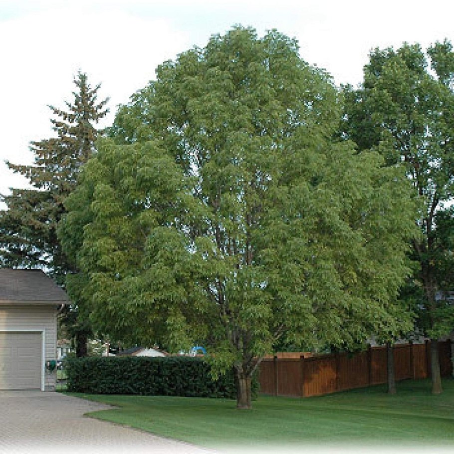 Клен остролистный globosum