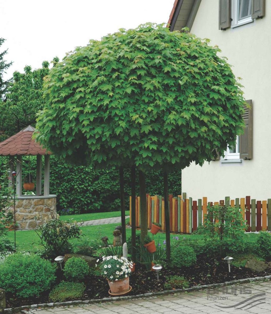 Липа каштан ландшафт