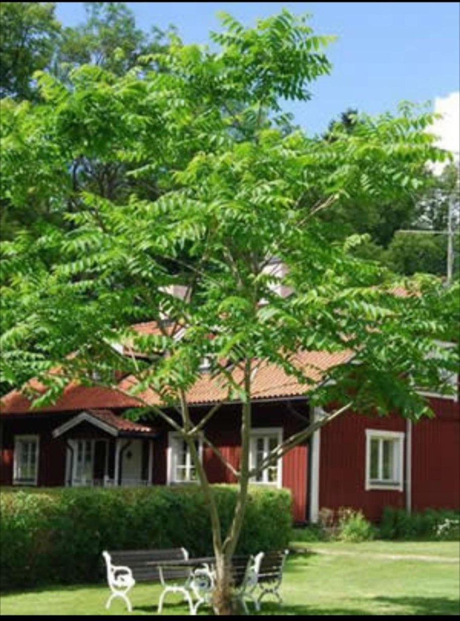 Липа широколиственный лес