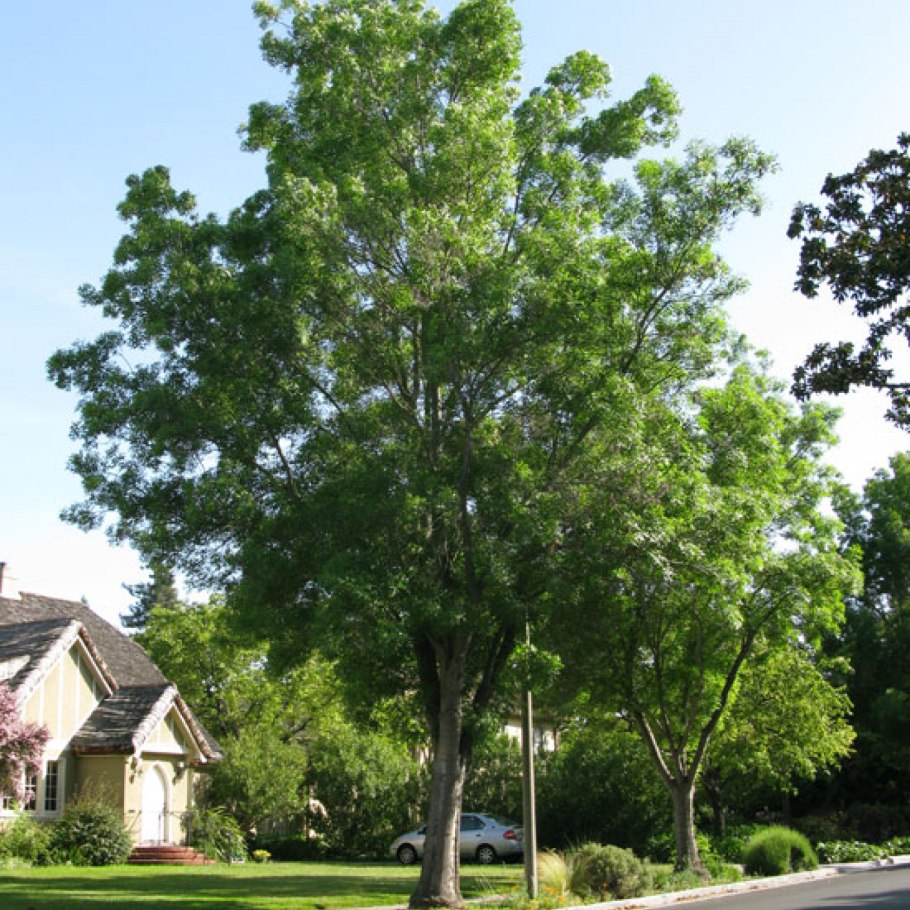 Ясень обыкновенный Fraxinus Excelsior