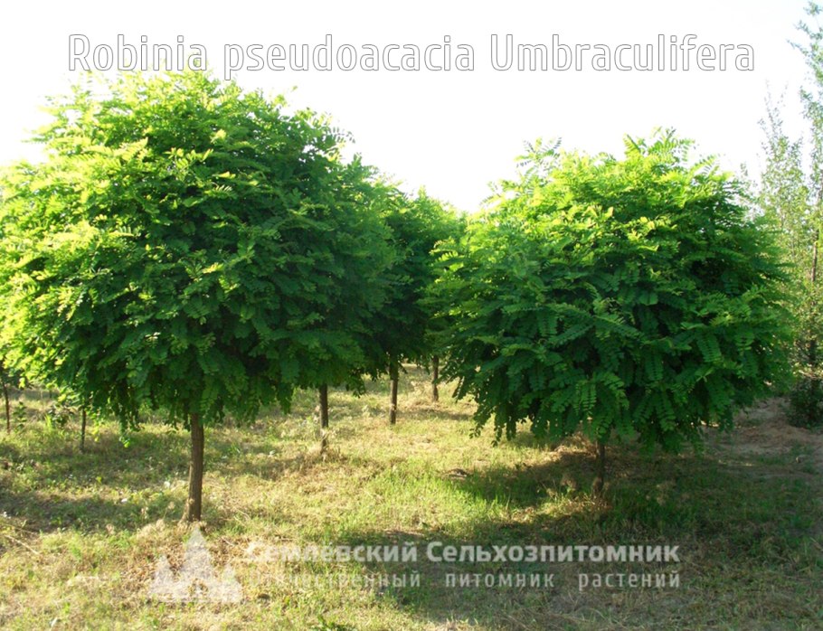Каштан конский (Aesculus hippocastanum)