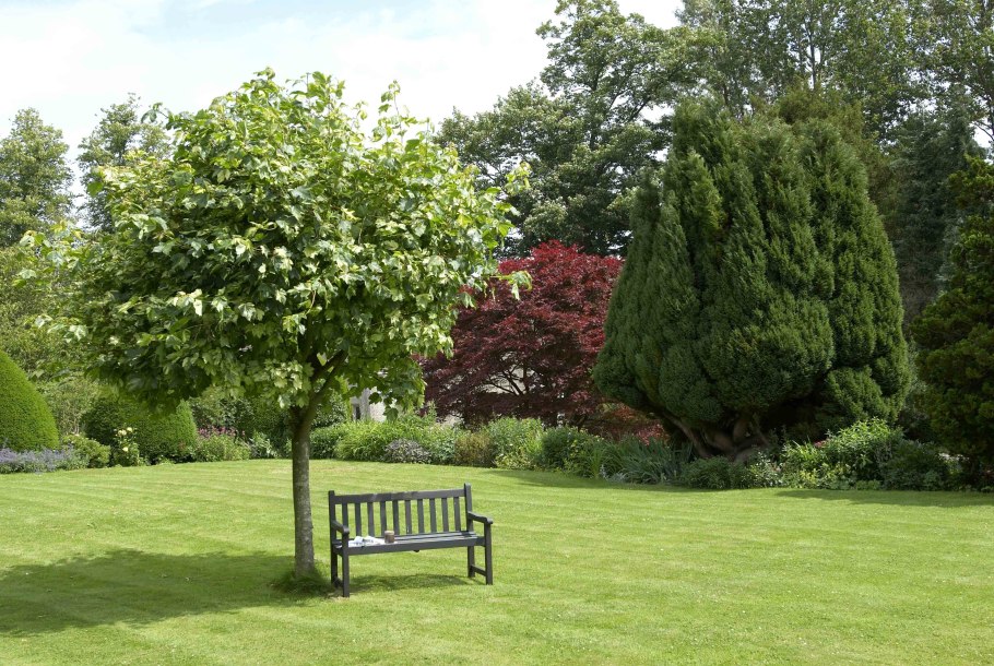 Ясень обыкновенный Fraxinus Excelsior