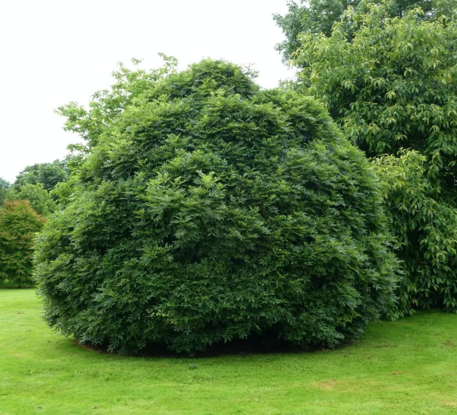 Орех черный, Juglans nigra