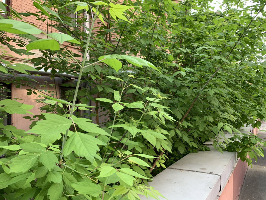 Маньчжурская Акация