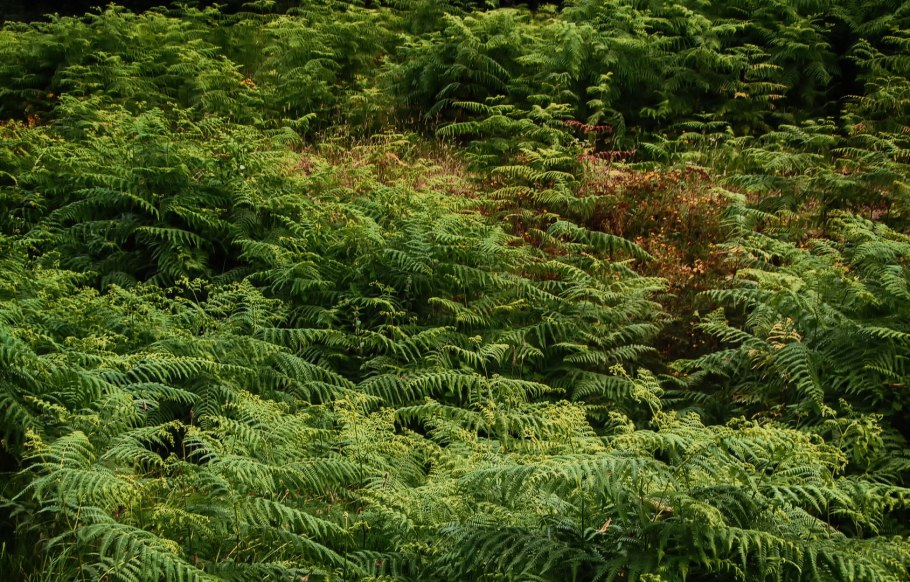 Папоротники Кавказского заповедника