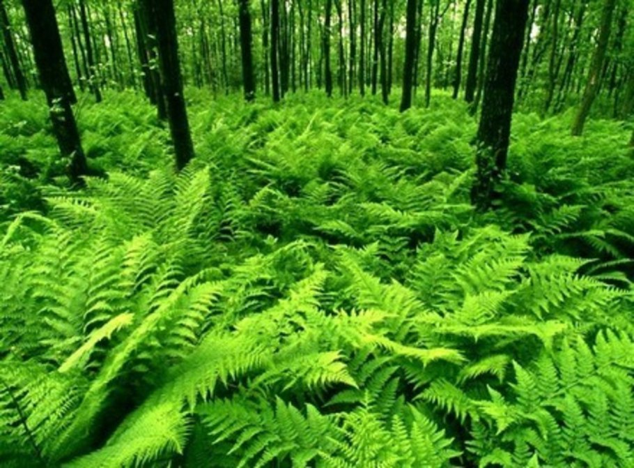 Сибирь папоротник орляк