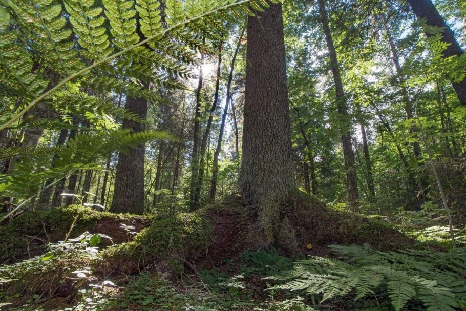 Папоротниковый мох