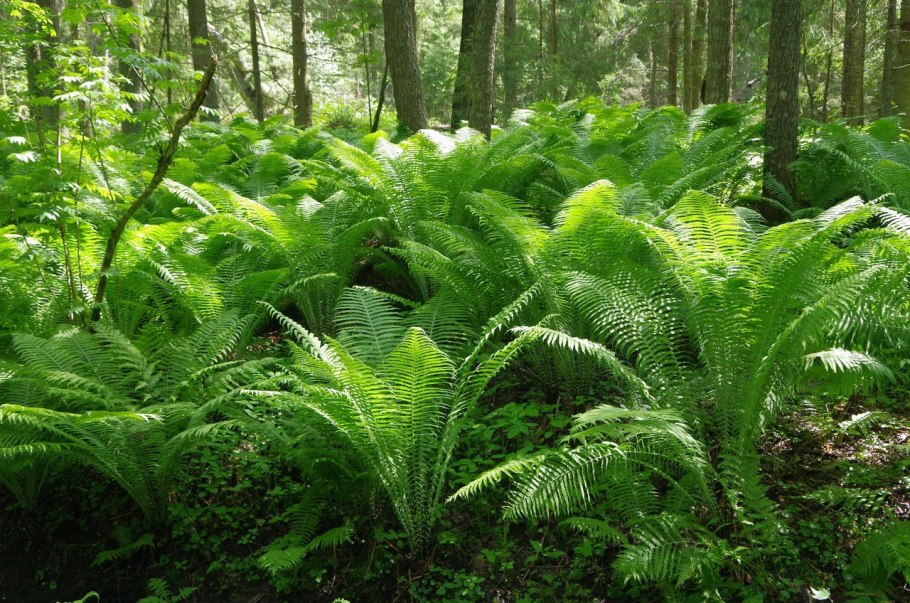 Папоротник орляк заросли