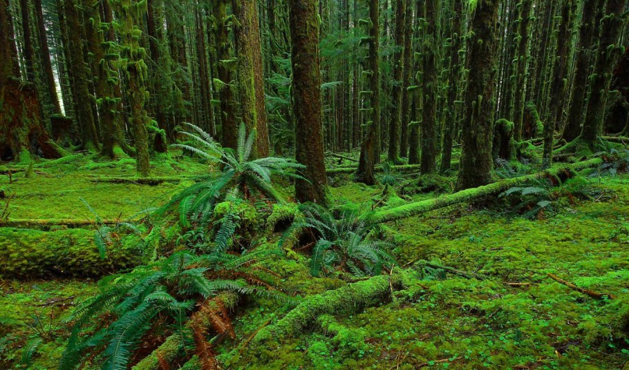 Папоротниковые леса Шотландии.