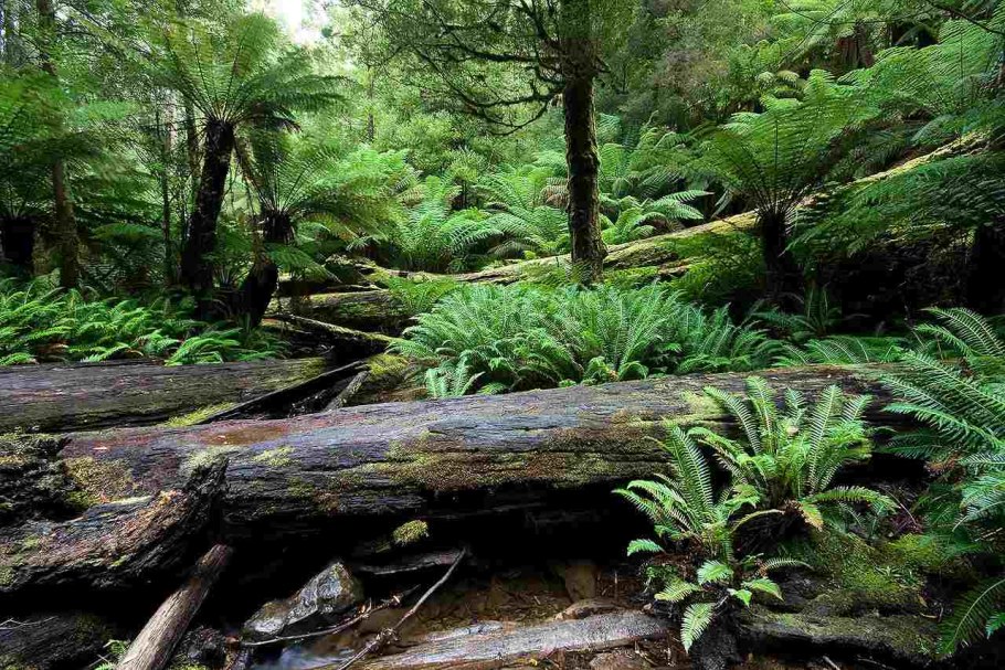 Южная Америка Сельва лианы