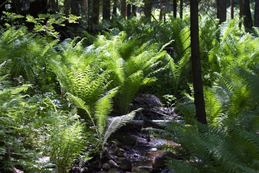 Подлесок папоротники Карелия
