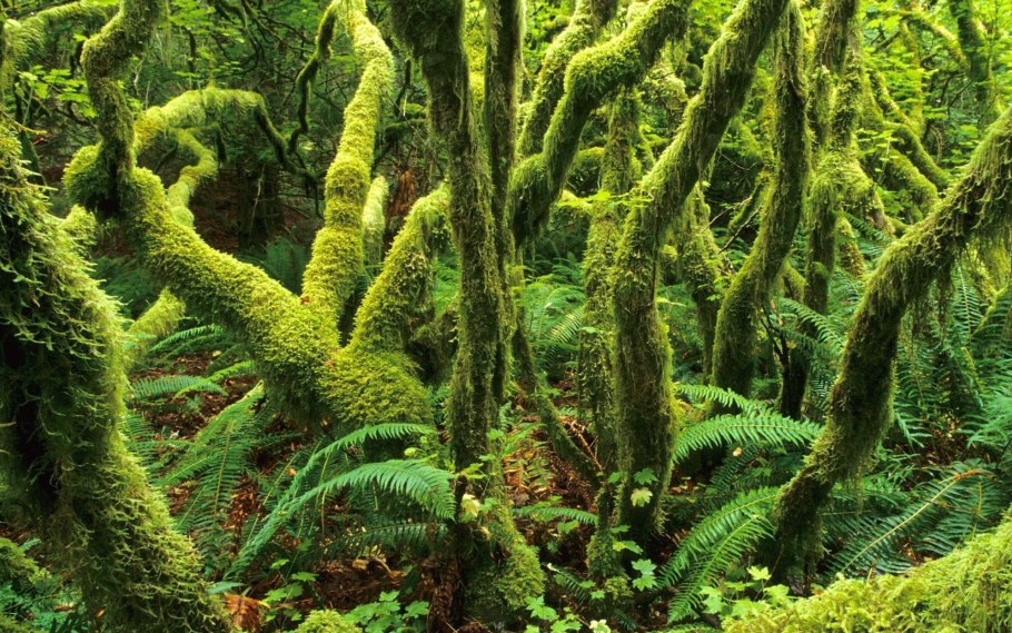 Папоротник в тайге