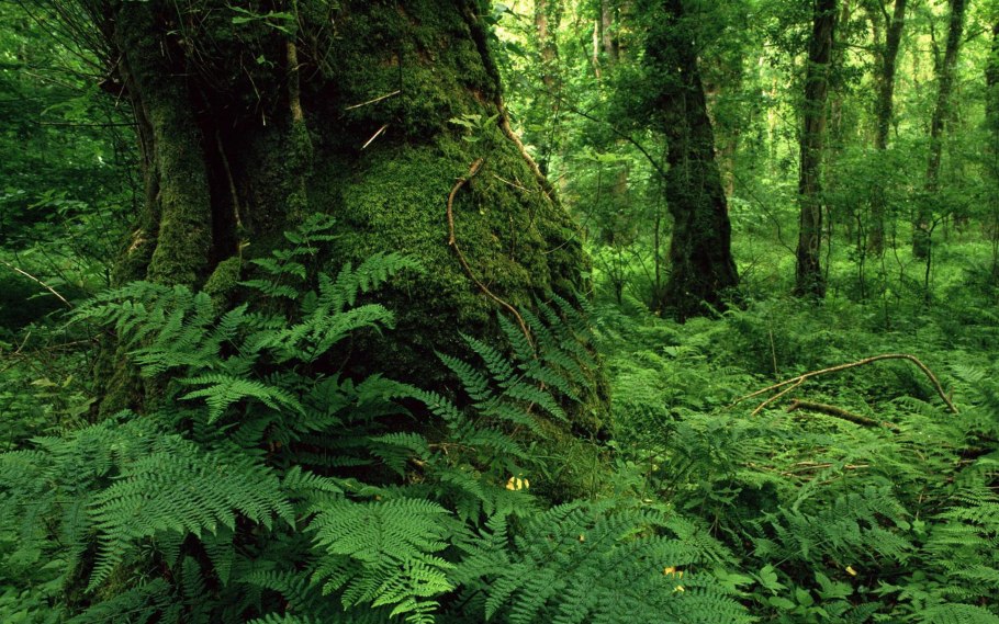 Страусник папоротник struthiopteris