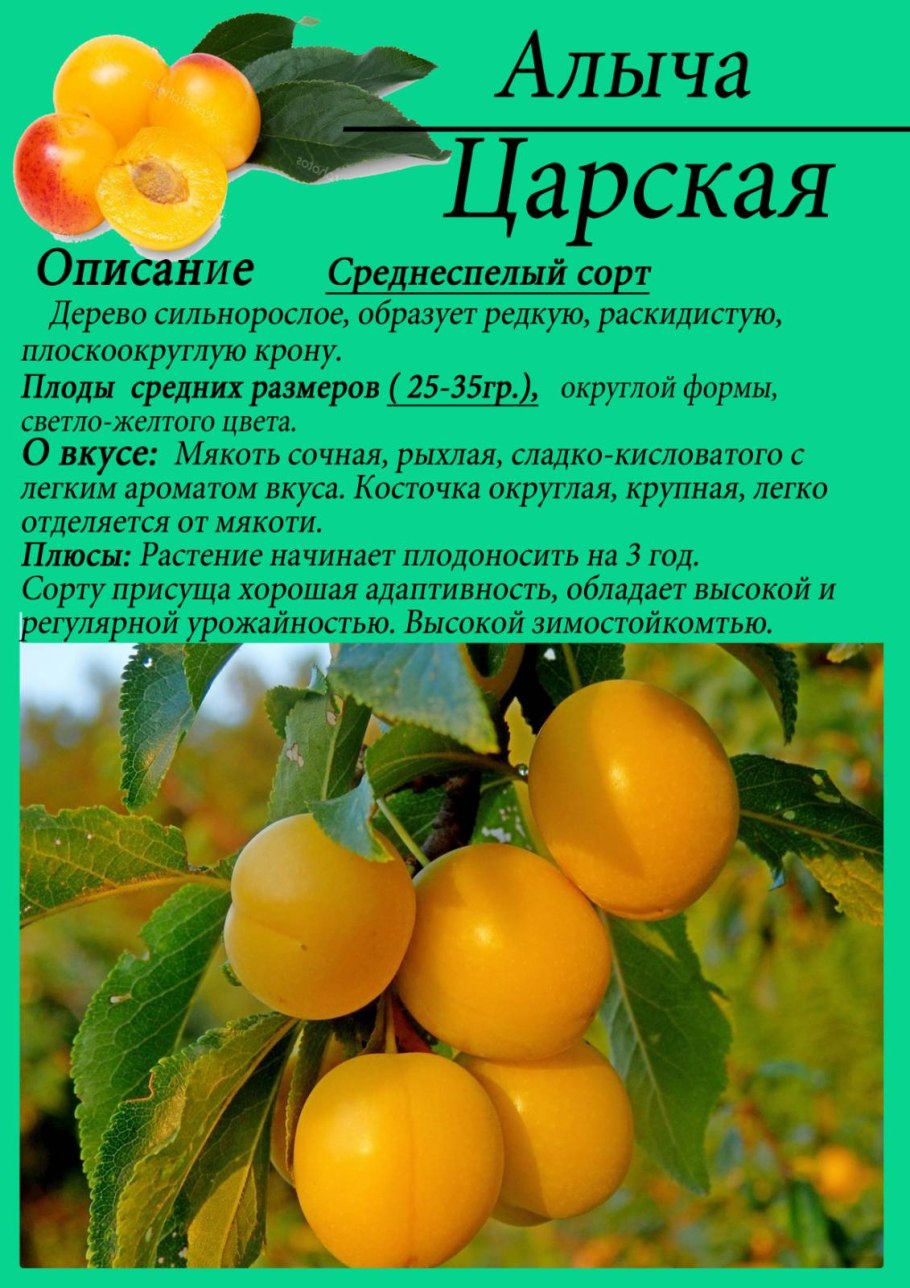 Алыча гибридная злато скифов