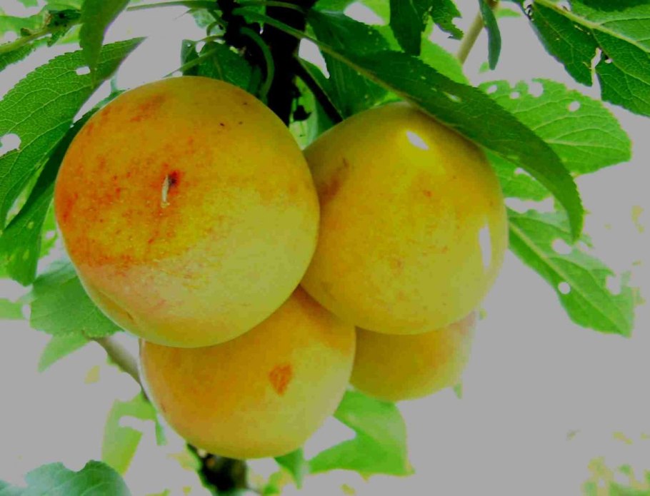 Сорт путешественница алыча