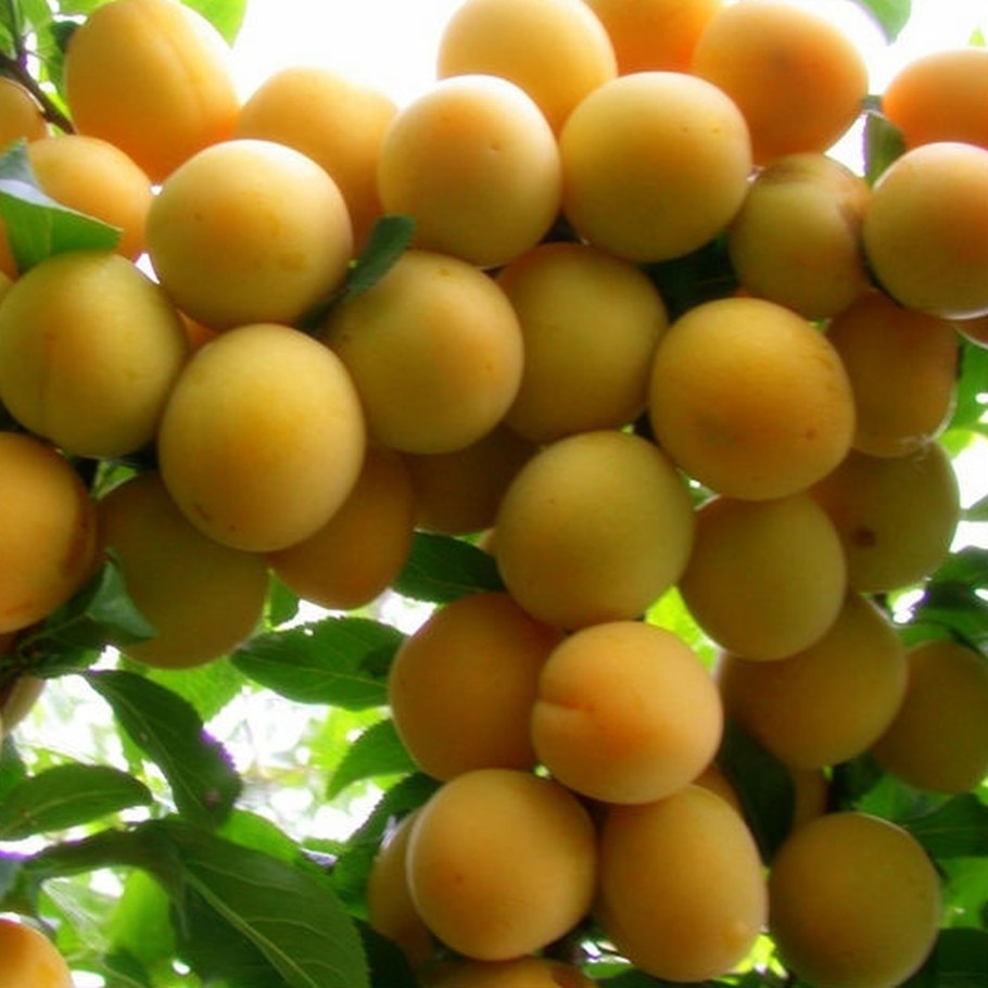 Сорт алычи Мара