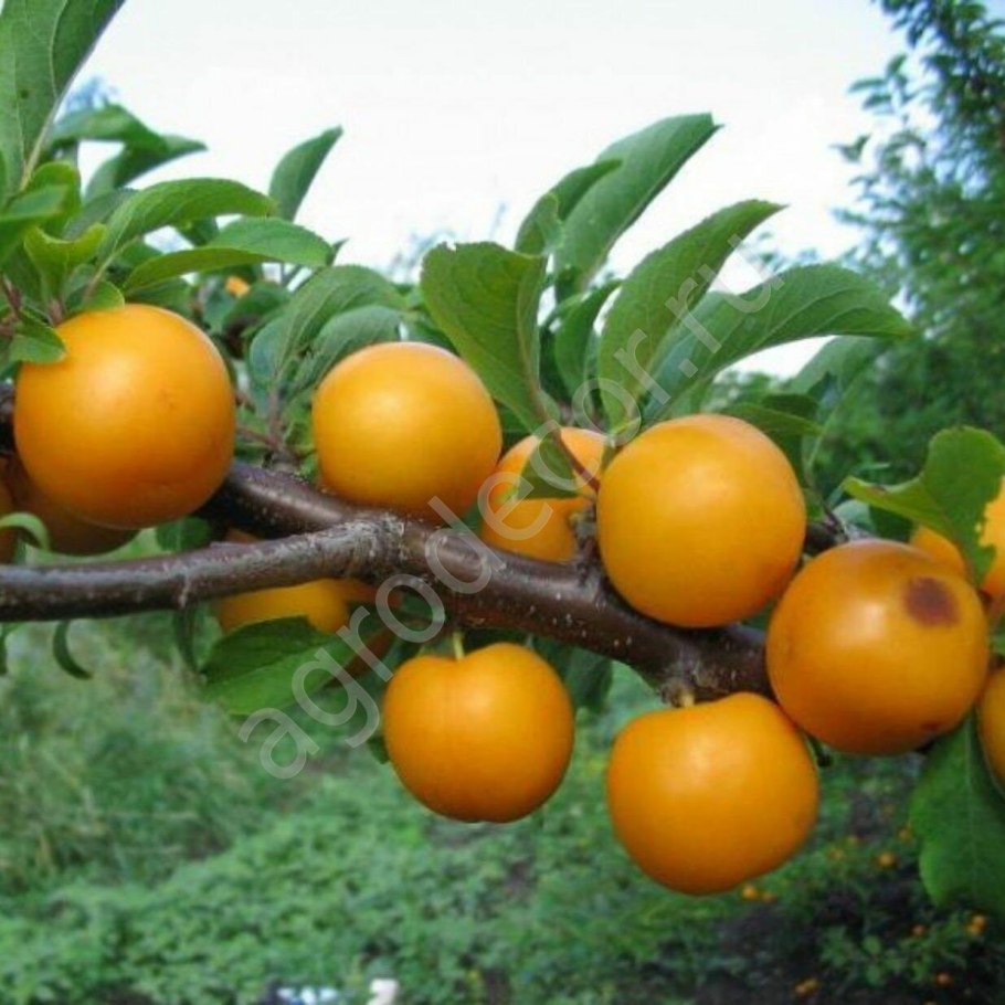 Алыча и айва