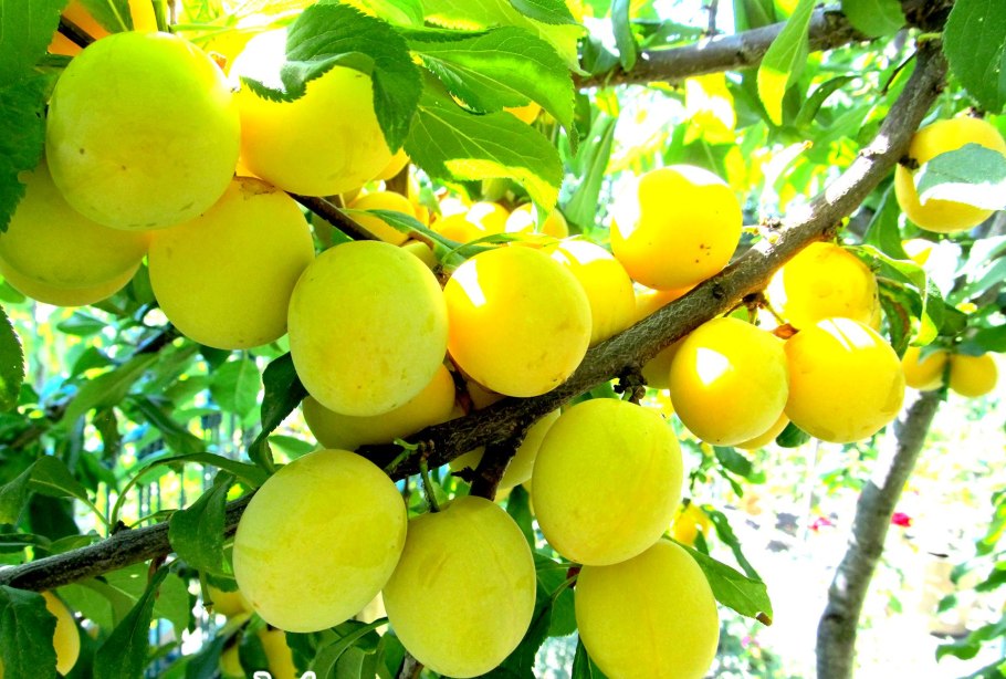 Алыча сорта злато скифов