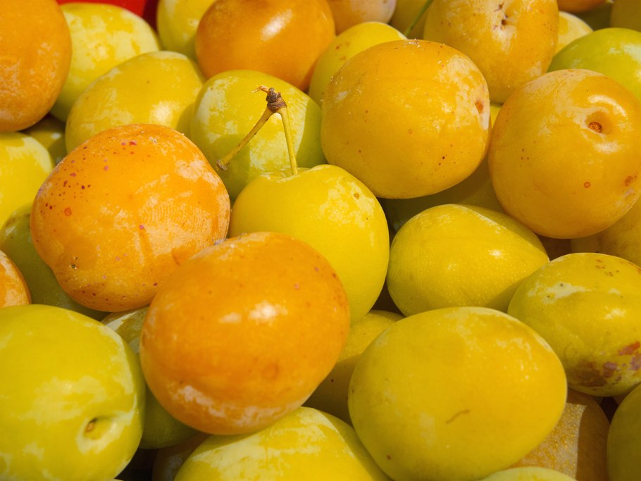 Очаковская сорта желтых слива