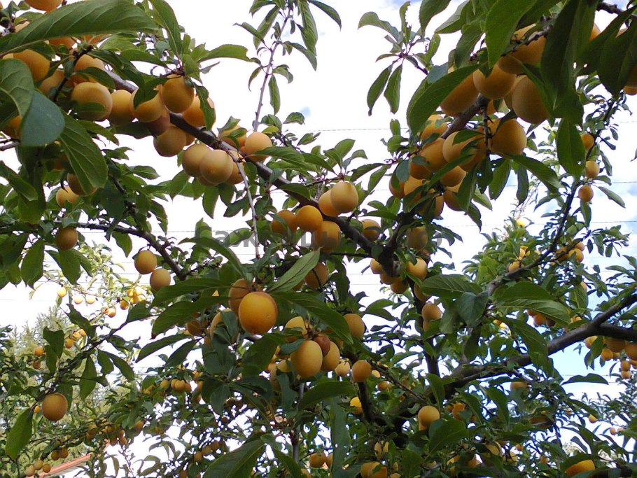 Алыча желтая Мирабель