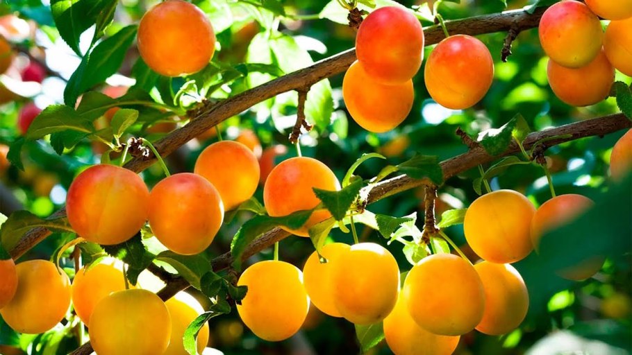 Алыча Байрон Голд