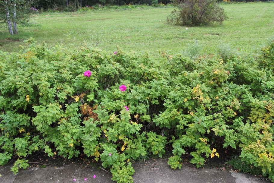 Шиповник колючейший Rosa spinosissima