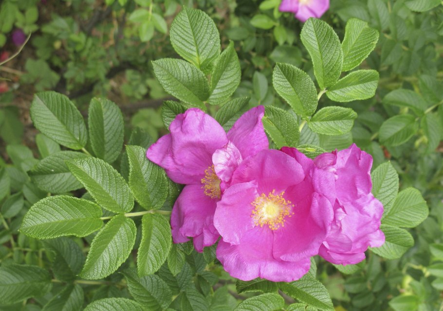 Дикая роза ругоза