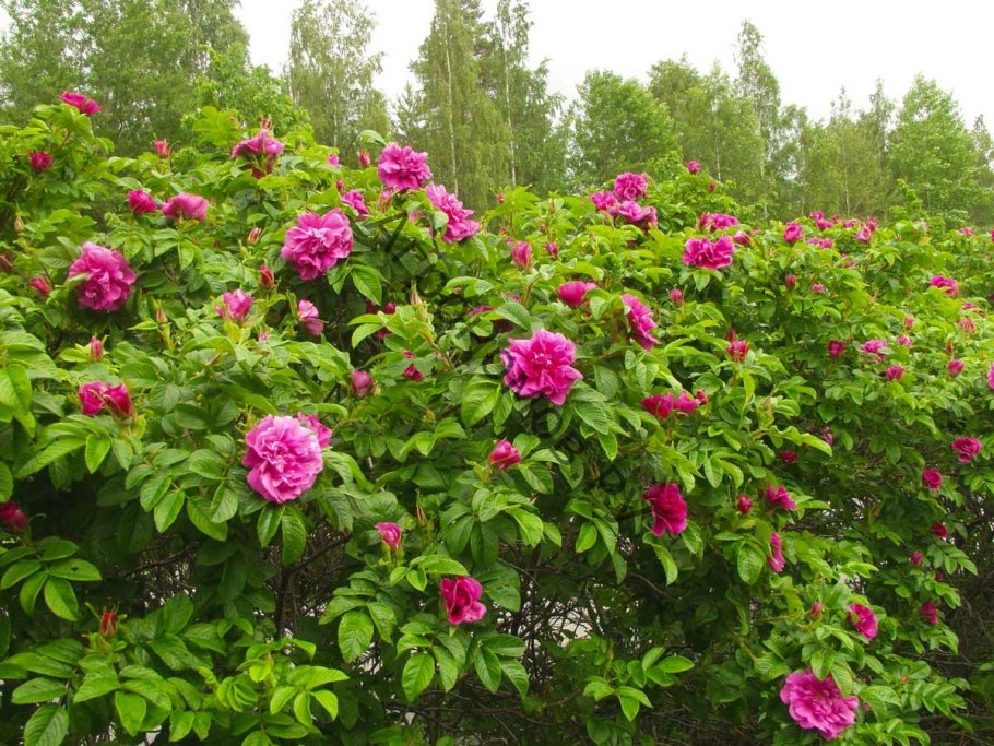 Роза морщинистая розовая махровая